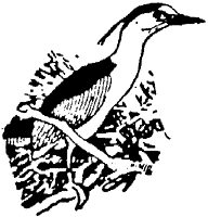 Quail
