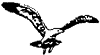 Seagull
