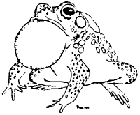 Drawing: Bullfrog