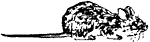 Drawing: field mouse