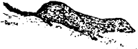 Drawing: Otter