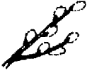 Drawing: pussy willow