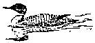 loon