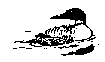 loon