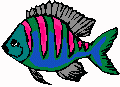 a tropical fish